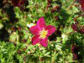 Saxifraga