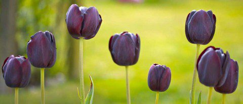 Tulips