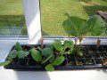 Courgette and Bean Seedlings