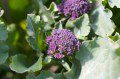 Purple Sprouting Broccoli