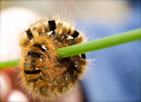 What's this Caterpillar?