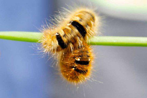 What's this Caterpillar?