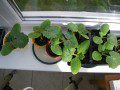 Courgette Seedlings