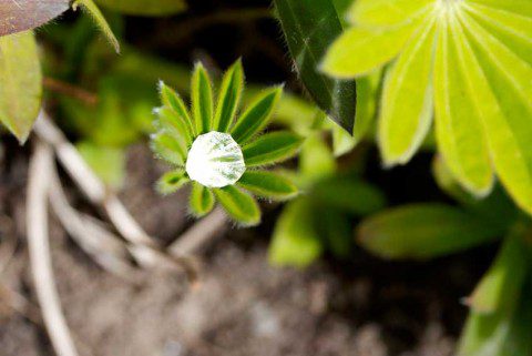 Cultivated Diamond