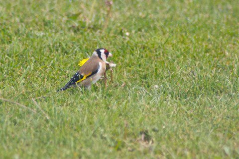 Goldfinch