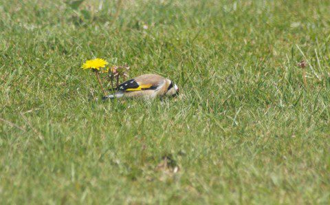 Goldfinch