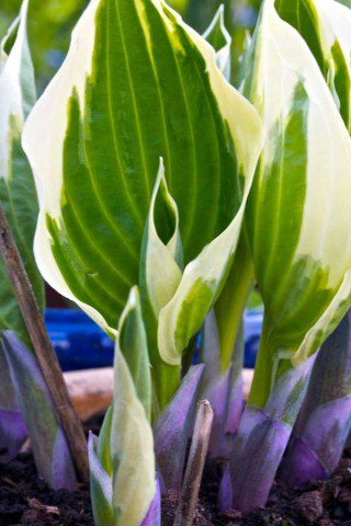 Hosta