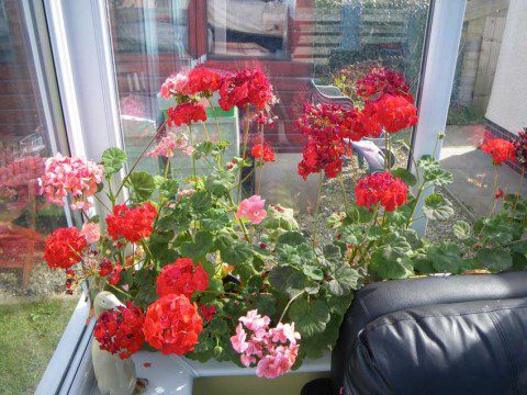 Overwintered Pelargoniums