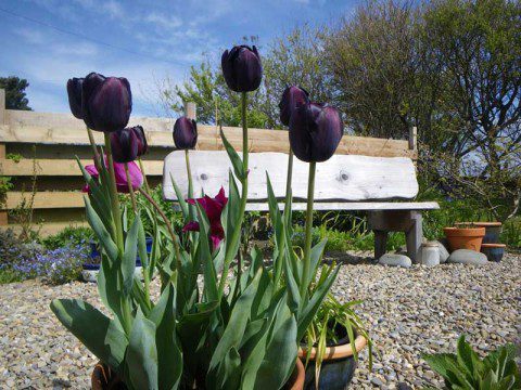 Tulips