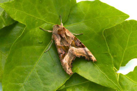 Angle Shades Moth