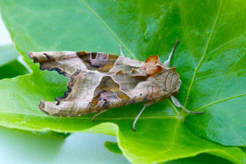 Angle Shades Moth