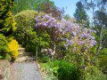Wisteria