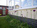 Aliums