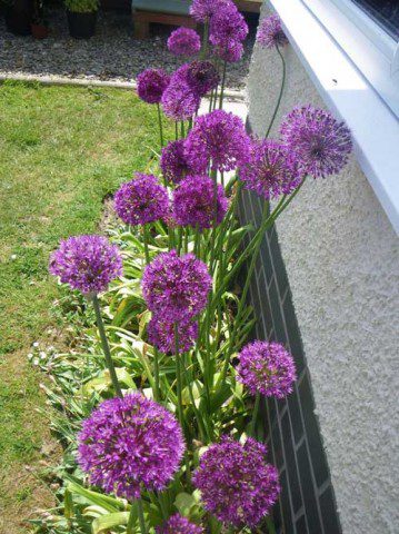 Aliums