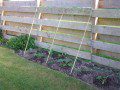 Bean Border with Courgettes