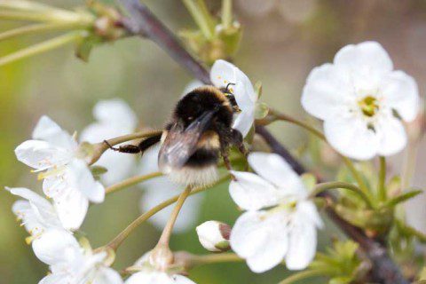 Bumblebee on our Cherry Blossom