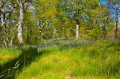 Bluebell Wood