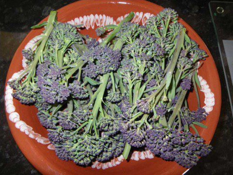 Purple Sprouting Broccoli
