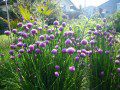 Chives