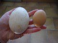 Goose Eggs