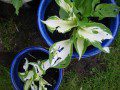 Hail Damaged Hostas