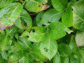 Hail Damaged Hydrangea