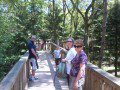 Into the Canopy