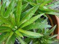 Hail Damaged Lily