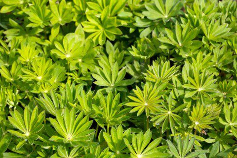 Lupins Full of Vigour