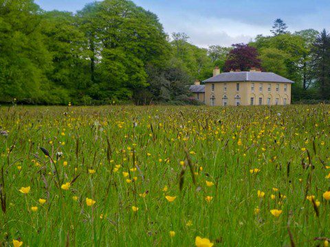 Hay meadow at Llanerchaeron