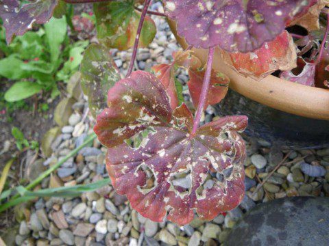 Hail Damaged Pelargonium