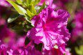 Rhododendron