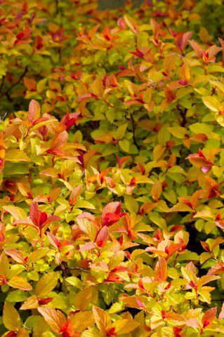 Spirea on Fire