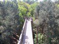 Treetop Walk