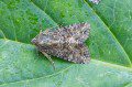 Dusky Brocade