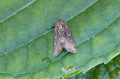 Oligia sp.