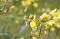 Bee Feeding on Brocoli