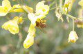 Bee in Brocoli Flower