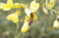 Bee on Brocoli Flower