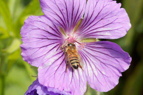 Bee on Geranium Bee on Geranium