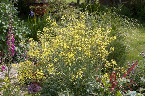 Brocoli Flowers Brocoli Flowers
