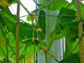 Cucumber