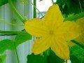 Cucumber flower