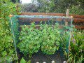 Fruit cage