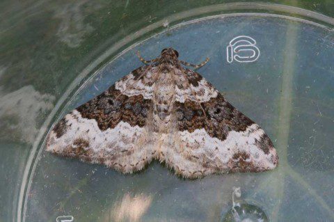 Gallium Carpet