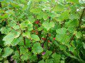 Red Currants