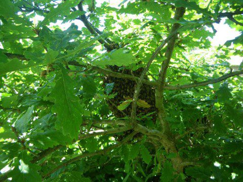 Bee Swarm