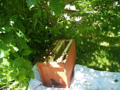 Swarm Capture