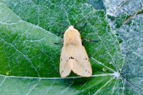 Buff Ermine