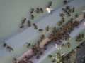 Busy Bees